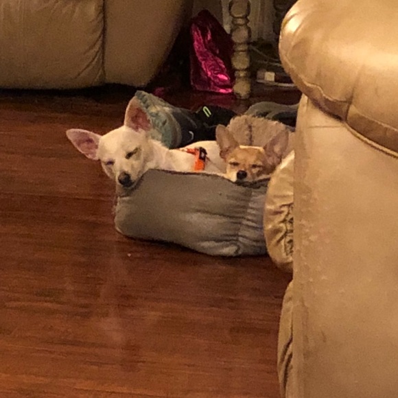 Meet your Posher, Samantha - Picture 6 of 8